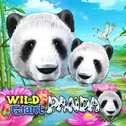 Wild Giant Panda Wild Giant Panda